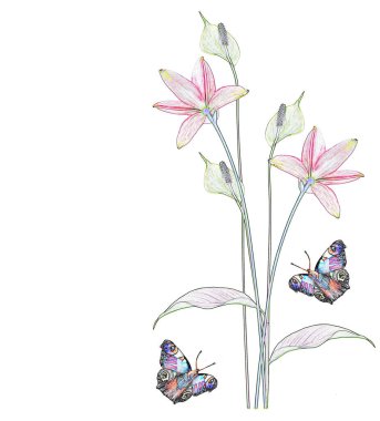 Beyaz arka plan üzerinde izole egzotik çiçek spatifilyum