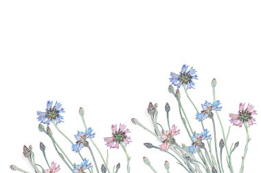 Beyaz arka planda yaban çiçeği.