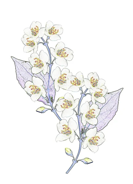 Yasemin Çiçekleri Beyaz Arka Plan Üzerinde Izole Dalı Bahar Çiçekleri — Stok fotoğraf