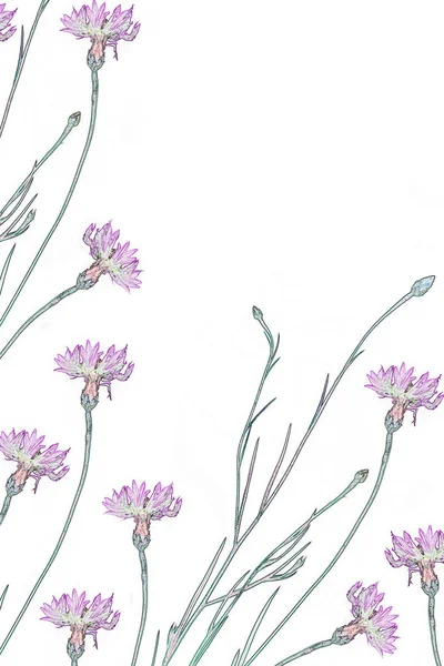 Flor Selvagem Cornflower Isolado Fundo Branco — Fotografia de Stock
