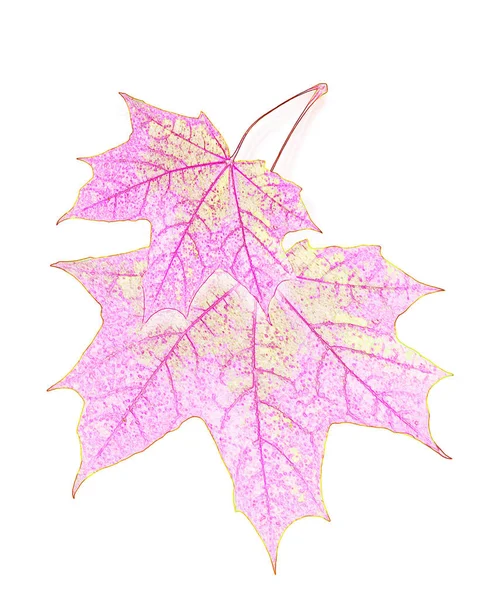 Bright Colorful Autumn Leaves Isolated White Background — Stock Photo, Image