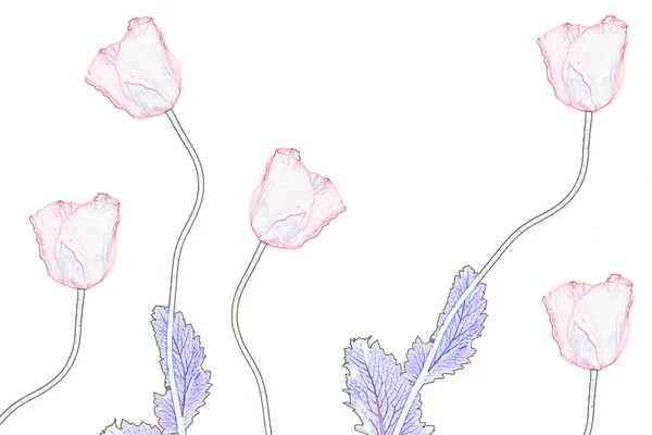 Fond Floral Naturel Fleurs Coquelicots Colorés Lumineux — Photo