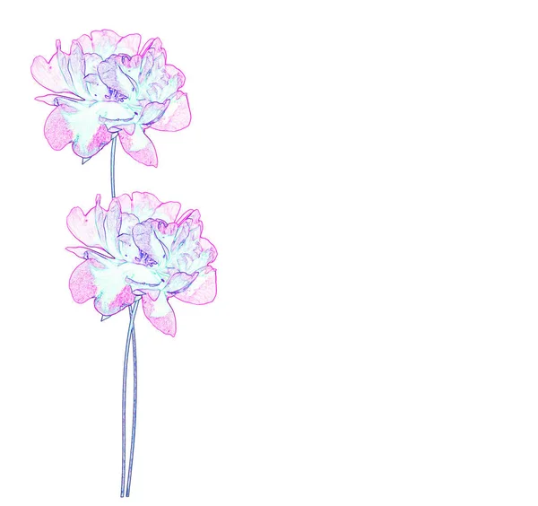 Ljusa Färgglada Blommor Pioner Naturlig Blommig Bakgrund — Stockfoto