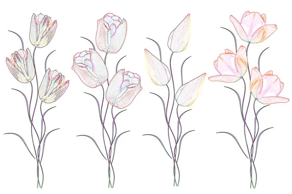 Fleurs Printanières Tulipes Isolées Sur Fond Blanc — Photo