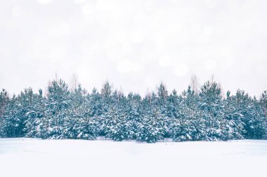 Karla kaplı ağaçlarla donuk kış ormanı.