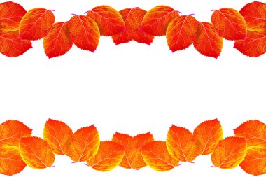 Parlak renkli sonbahar yaprakları beyaz arkaplanda izole edilmiş