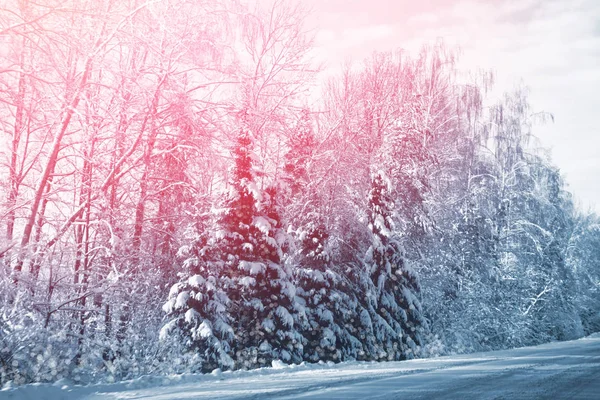 Размыто Замороженный Зимний Лес Заснеженными Деревьями — стоковое фото