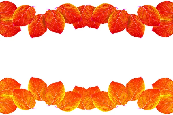 Jasné Barevné Podzimní Listí Izolované Bílém Pozadí — Stock fotografie