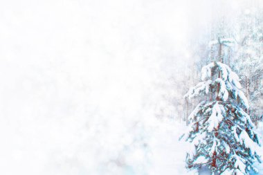 Karla kaplı ağaçlarla donuk kış ormanı.