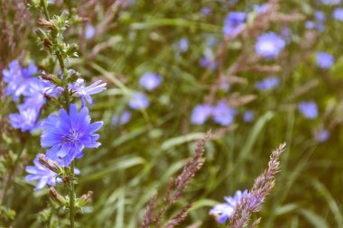 Yaz manzarasının arka planında parlak hindiba çiçekleri.