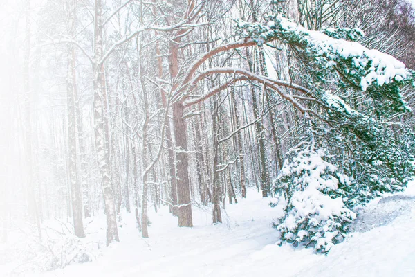 Foresta Invernale Ghiacciata Con Alberi Innevati — Foto Stock