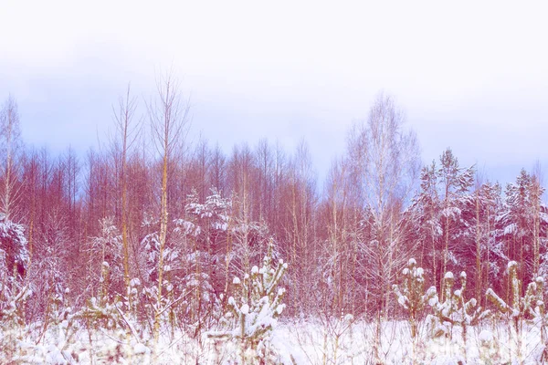 Gefrorener Winterwald Mit Schneebedeckten Bäumen — Stockfoto