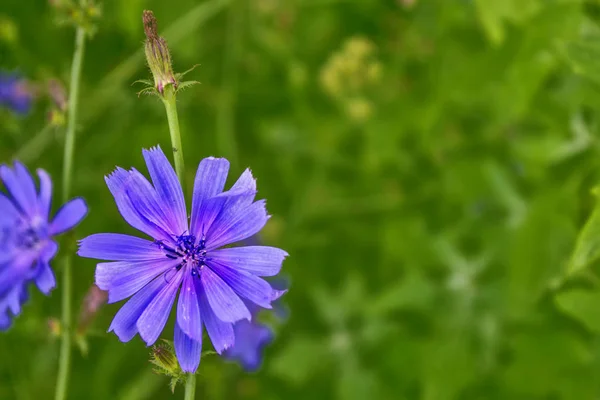 Luminosi Fiori Cicoria Sullo Sfondo Del Paesaggio Estivo — Foto Stock