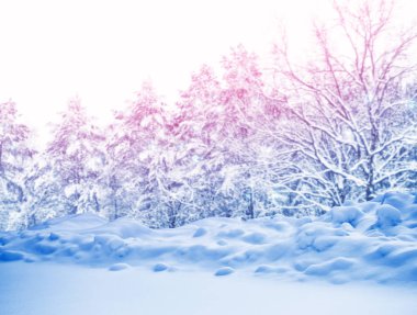 Karla kaplı ağaçlarla donuk kış ormanı.