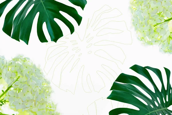 Green Leaf Tropical Flower Monstera Isolated White Background Hydrangea — Stock Photo, Image