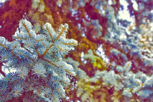 冰雪覆盖的冬季森林 — 图库照片