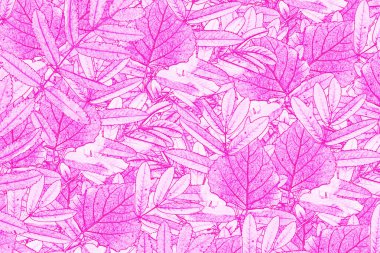 soyut sonbahar arka plan parlak renkli yeşillik. Pastırma yazı