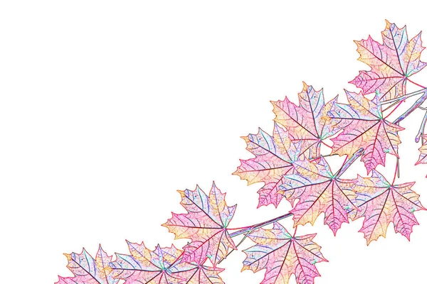 The branch of autumn maple leaves isolated on white background.