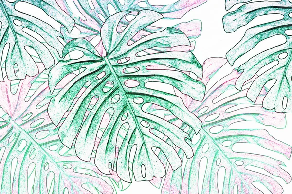 Tropische Exotische Monsterblätter Natürlicher Floraler Hintergrund — Stockfoto
