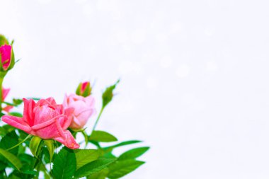 Çiçek tomurcuk gül beyaz bir arka plan üzerinde