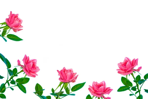 Flower Bud Roses White Background — Stock Photo, Image