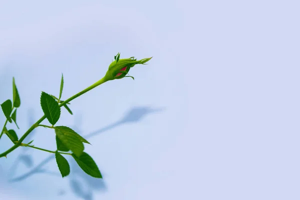 鲜艳多彩的花朵玫瑰 花卉背景 — 图库照片