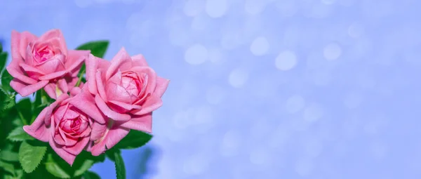 Rosa Dei Fiori Colorata Brillante Fondo Floreale — Foto Stock