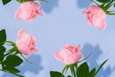 Parlak renkli çiçek gülü. Doğal çiçek arkaplanı.