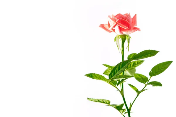 在白色背景上的花芽玫瑰 — 图库照片