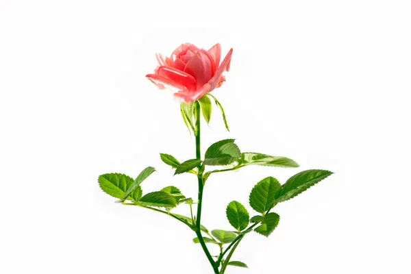 Kwiat Pączek Róż Białym Tle — Zdjęcie stockowe
