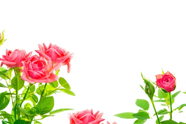 Rosas Brotes Flores Sobre Fondo Blanco —  Fotos de Stock