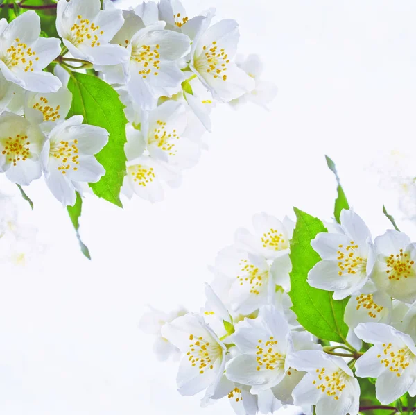 Biały Jaśmin Gałąź Delikatne Wiosenne Kwiaty — Zdjęcie stockowe