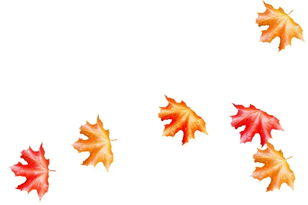 Bright Colorful Autumn Leaves Isolated White Background — Stock Photo, Image