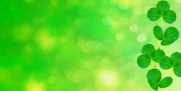 Зеленый Клевер Листья Фоне Летнего Пейзажа День Святого Патрика — стоковое фото