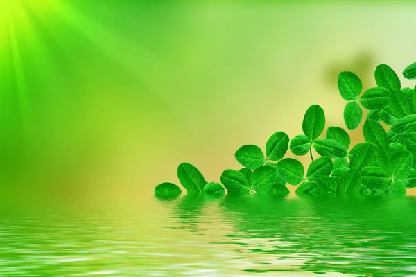 Grünkleeblätter Auf Einer Sommerlandschaft Hintergrund Patrick Day — Stockfoto