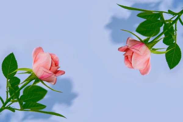 Яркие Цветущие Розы Естественный Цветочный Фон — стоковое фото