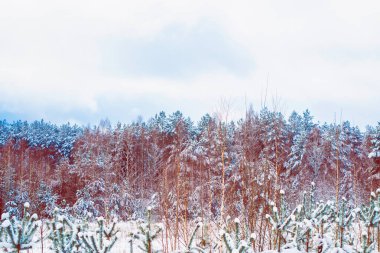 Karla kaplı ağaçlarla donuk kış ormanı.