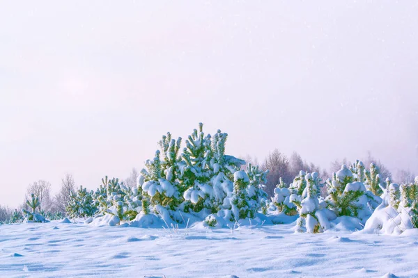 Bosque Invierno Congelado Con Árboles Cubiertos Nieve —  Fotos de Stock