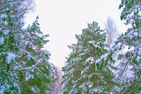 Floresta de inverno congelada com árvores cobertas de neve. — Fotografia de Stock