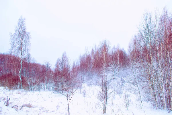 Homályos Fagyasztott Téli Erdő Hóval Borított Fák — Stock Fotó