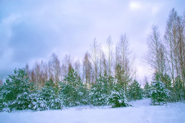 Floresta Inverno Congelada Com Árvores Cobertas Neve — Fotografia de Stock