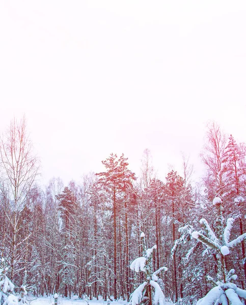 Forêt Hiver Gelée Avec Arbres Enneigés — Photo