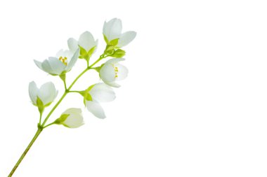 Yasemin çiçekleri beyaz zemin üzerine izole Şubesi재 스민 꽃 흰색 배경에 고립의 지점. 