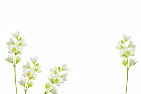 Гілка Квітів Жасмину Ізольована Білому Тлі — стокове фото