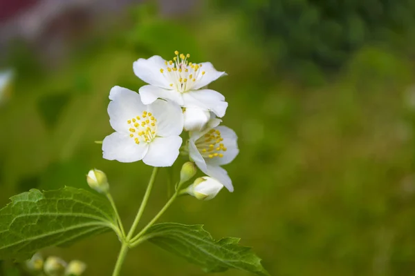 Jazmín Blanco Rama Delicadas Flores Primavera —  Fotos de Stock