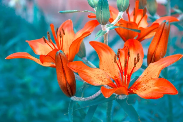 夏の風景の背景に色とりどりの美しい花ユリ — ストック写真