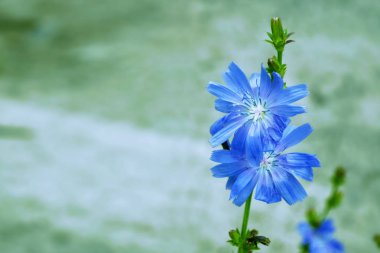 Yaz manzarasının arka planında parlak hindiba çiçekleri.