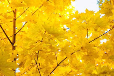 sonbahar manzara ile parlak renkli yaprak. Pastırma yazı. akçaağaç