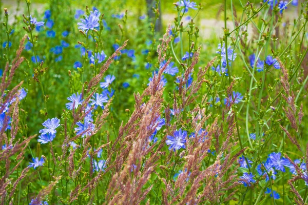 Leuchtende Chicorée Blüten Auf Dem Hintergrund Der Sommerlandschaft — Stockfoto