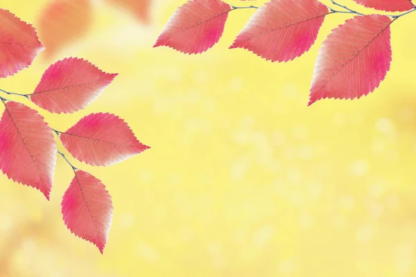 Осенний Пейзаж Яркими Красочными Листьями Индийское Лето — стоковое фото